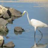 Appunto, l�oasi. Ne avevamo parlato anni fa, quando i birdwatcher baresi ci segnalarono la presenza qui di diversi uccelli acquatici quali aironi, falchi, sule, cormorani, svassi e martin pescatori: specie migratorie che avevano scelto Marisabella come tappa obbligata durante i loro viaggi (foto di Gabriele Fortunato)